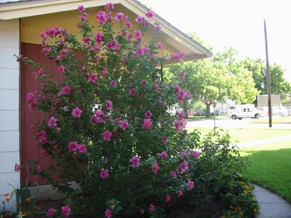 Long lastings blossoms on the Rose of Sharon.